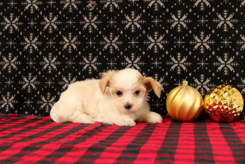 puppy, for, sale, Maltipoo, Matthew B. Stoltzfus, dog, breeder, Gap, PA, dog-breeder, puppy-for-sale, forsale, nearby, find, puppyfind, locator, puppylocator, aca